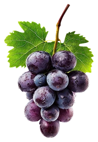grape-seed-extract