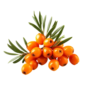 sea-buckthorn